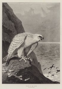 Falcon on the Watch